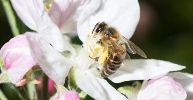 abeille butinant une fleur blanche
