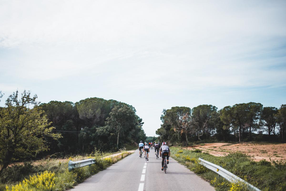 vélos sur une route en forêt
