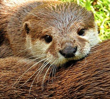 loutre