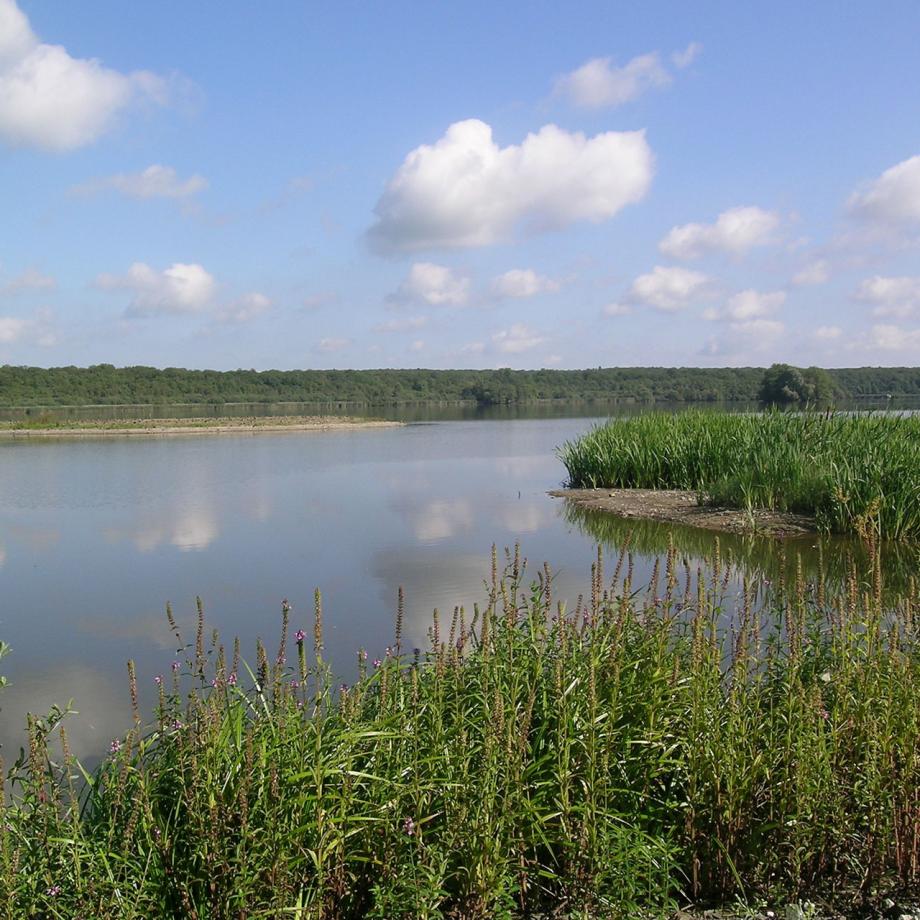 Etang de Virelles