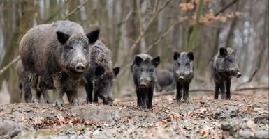 peste porcine africaine