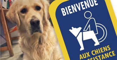 chien aveugle handicap