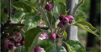 Des vergers vont notamment être plantés