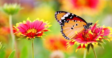 papillon