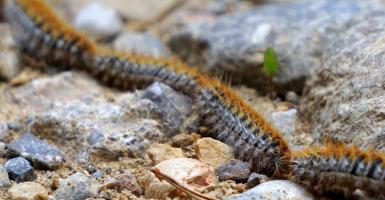 chenille processionnaire
