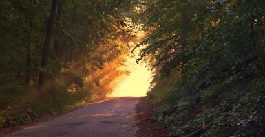 forêt chemin