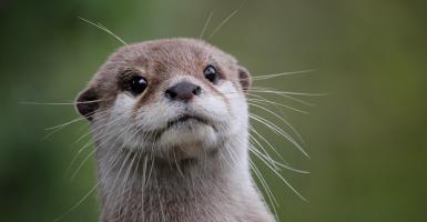 loutre