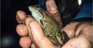 grenouille dans les mains d'un béénvole