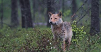 photo d'un loup