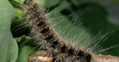 chenille processionnaire