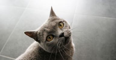 Photo d'un chat