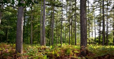 forêt