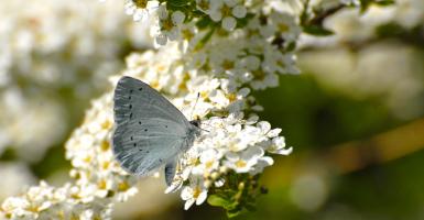 papillon