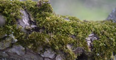 lichens