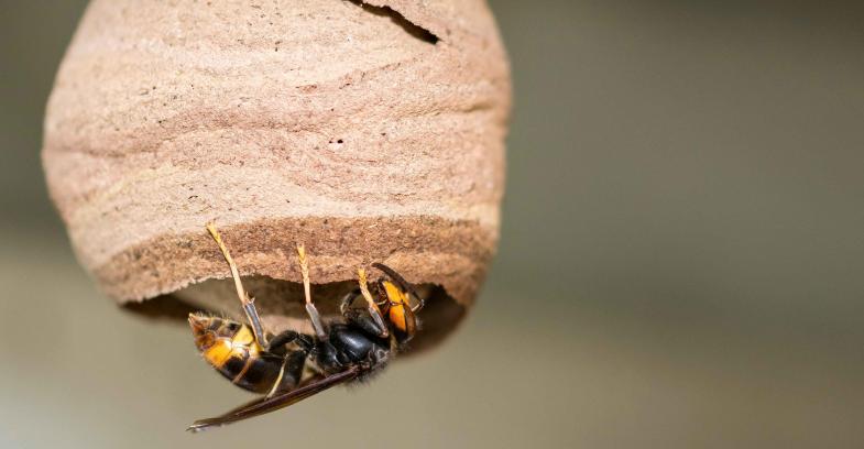 photo d'un nid et d'un frelon asiatique