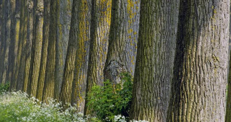 Bois scolytés : mise en place d'un guichet d'information