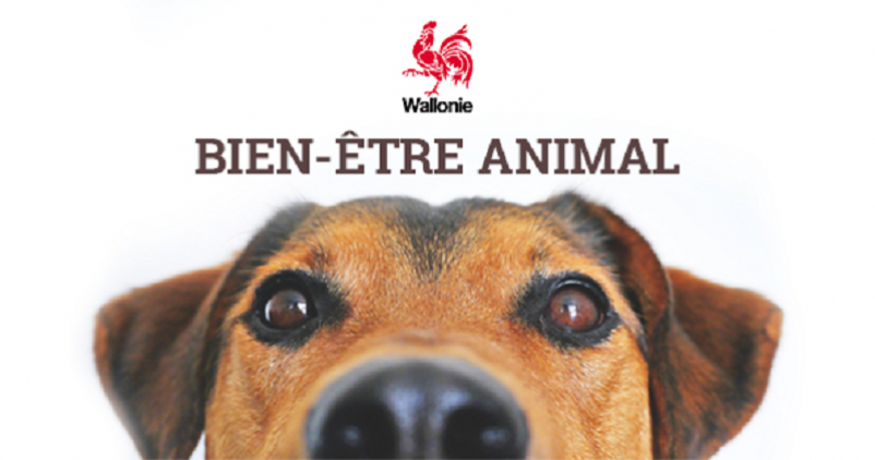 Les Échevins wallons sensibilisés au bien-être animal