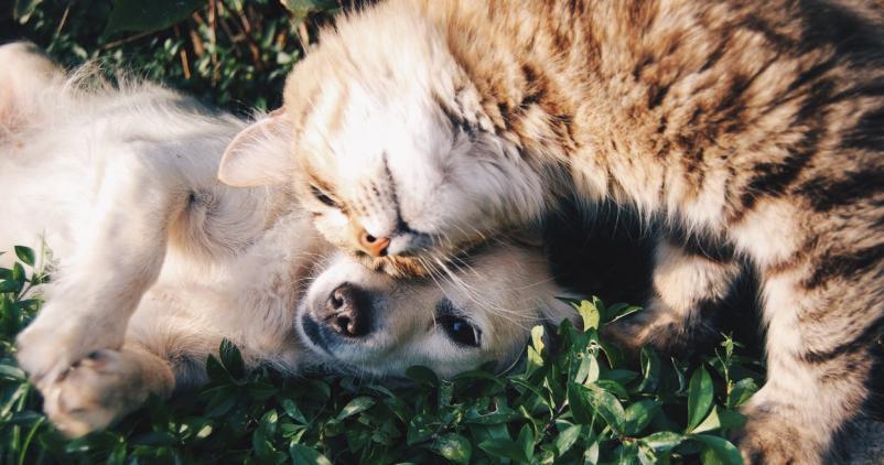 sauvez nos animaux