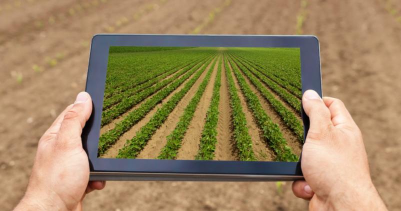 agriculture