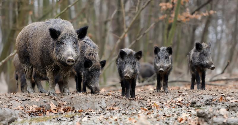 peste porcine africaine
