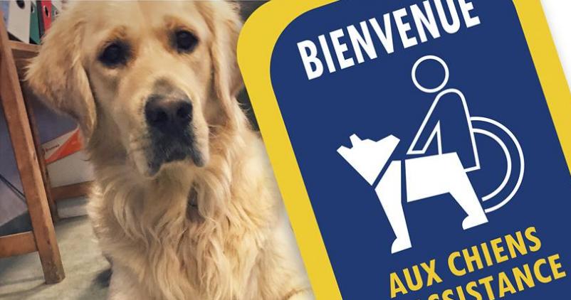 chien aveugle handicap
