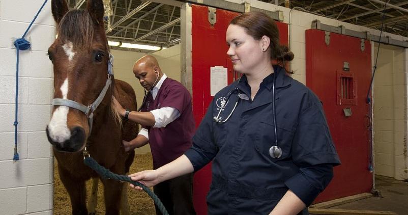 veterinaire cheval