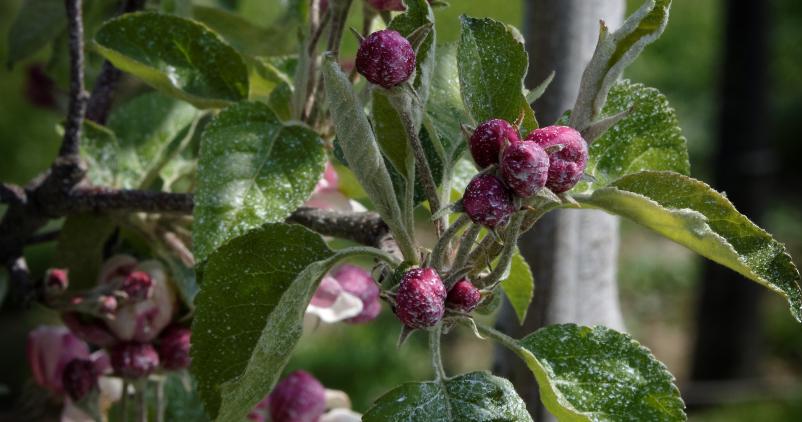 Des vergers vont notamment être plantés