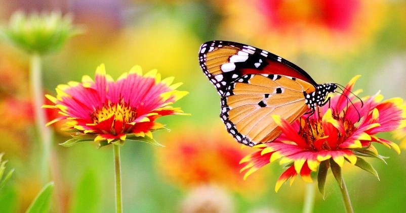 papillon