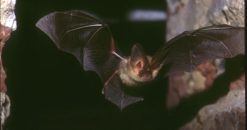 Chauve-souris