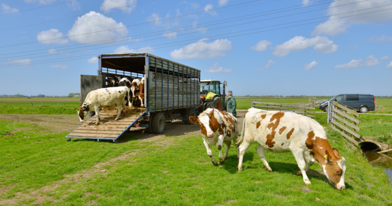 Camion de transport animaux et vaches