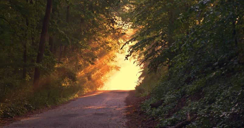 forêt chemin