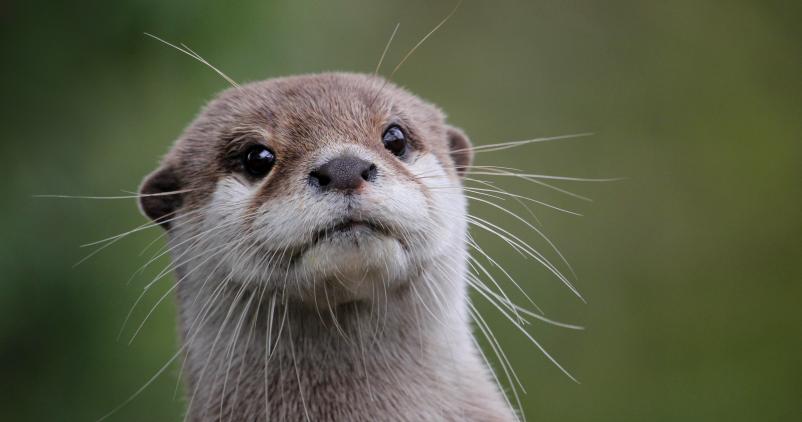 loutre