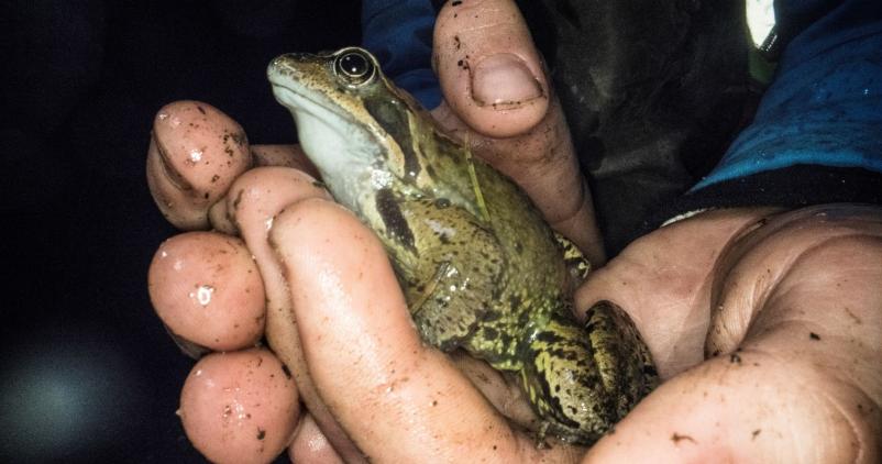 grenouille dans les mains d'un béénvole