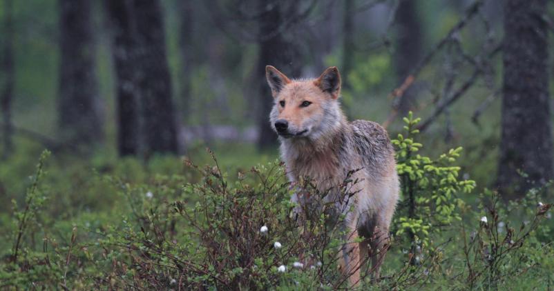 photo d'un loup