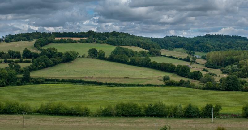 Paysage rural avec haies