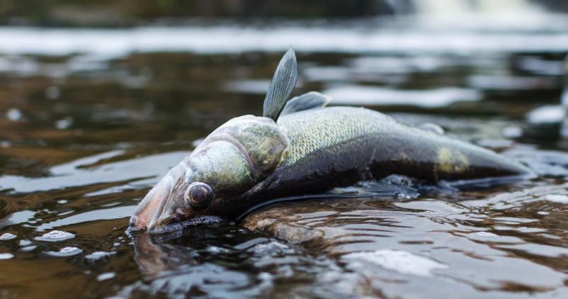 poisson mort échoué