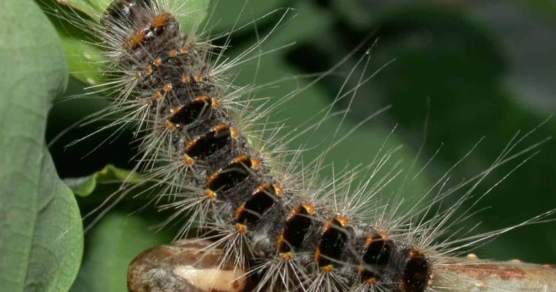 chenille processionnaire