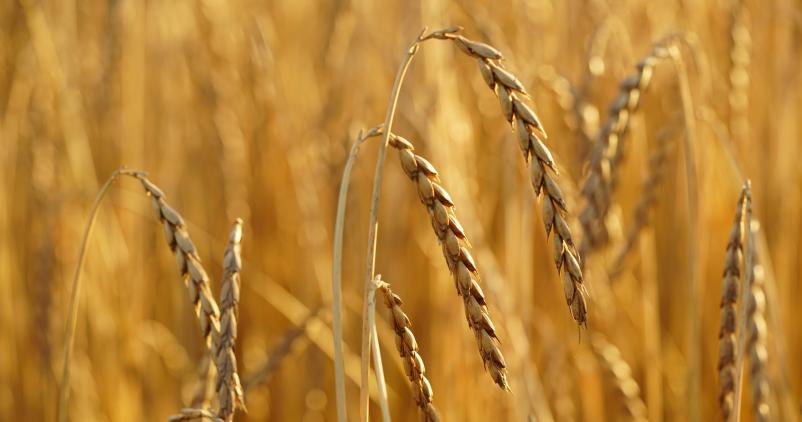 Champ de céréales