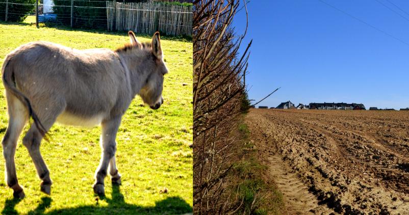 diptyque d'un âne gris et d'un champ