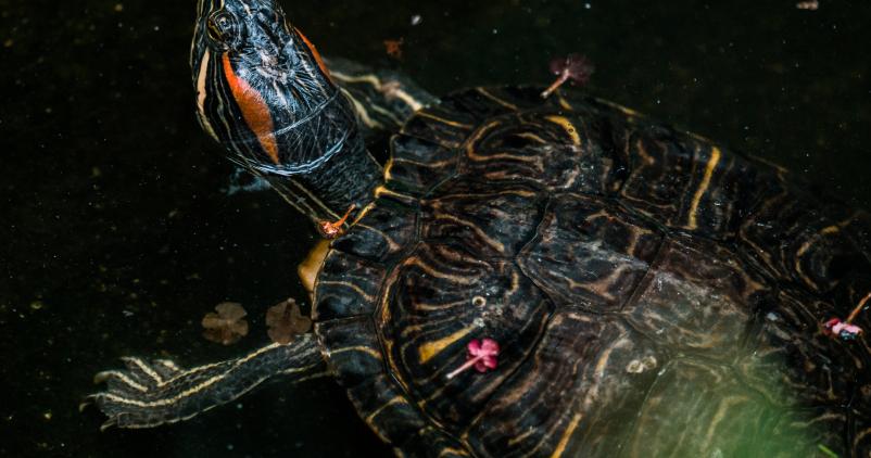 tortue d'eau