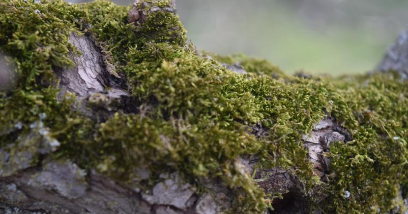 lichens