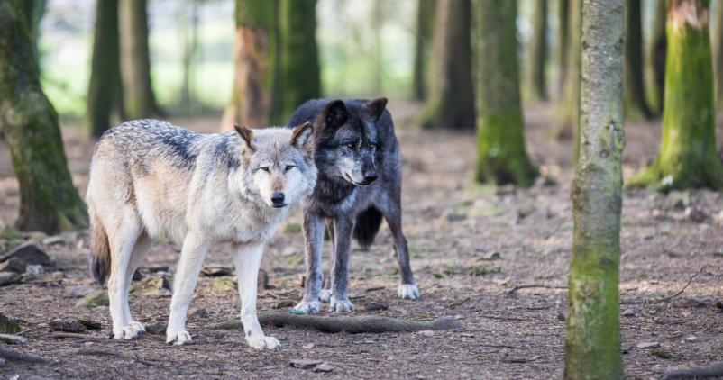 Forestia %28c%29Fred%20Beard%20Photography