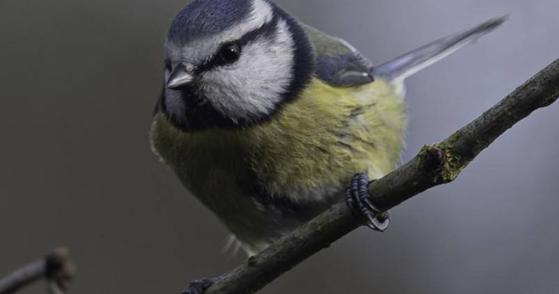 mésange