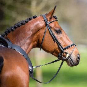 Concours hippique d'Arville
