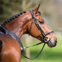 Concours hippique d'Arville