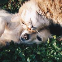 Photo d'un chat et d'un chien