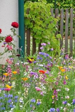 prairies fleuries