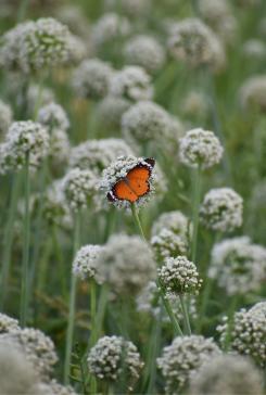 jardin sauvage