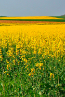 Observatoire du foncier agricole wallon : rapport 2018
