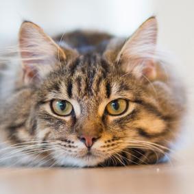 chat